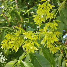 Tree of Heaven Seeds - Verdseeds