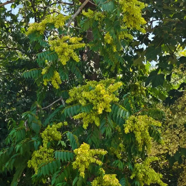Tree of Heaven Seeds - Verdseeds