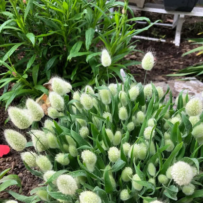 Bunny Tails Grass Seeds