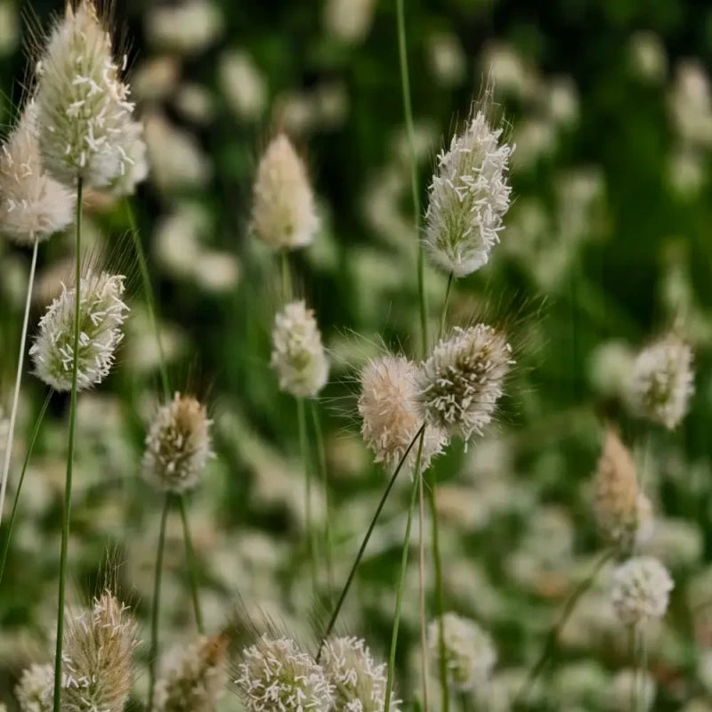 Bunny Tails Grass Seeds