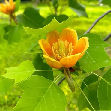 Tulip Tree Seeds - Verdseeds