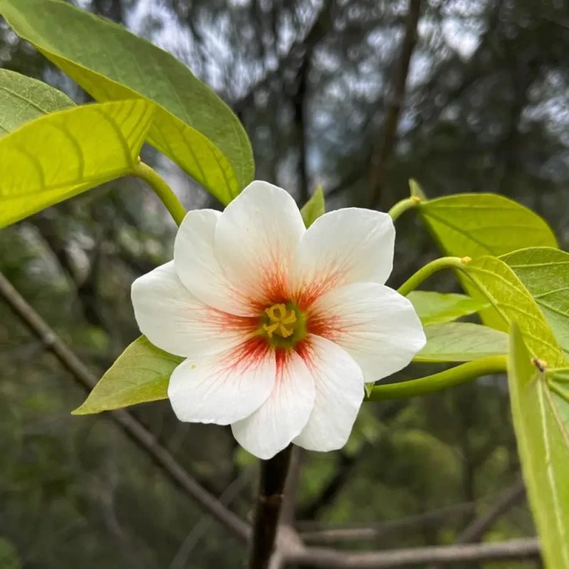 Tung Tree Seeds - Verdseeds