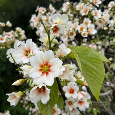 Tung Tree Seeds - Verdseeds