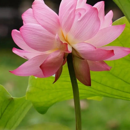 Twin Bloom Dwarf Lotus Seeds - Verdseeds