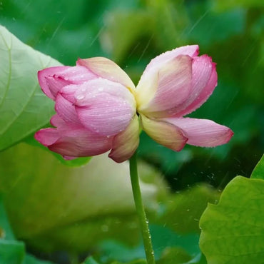 Twin Bloom Dwarf Lotus Seeds - Verdseeds