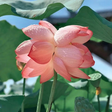 Twin Bloom Dwarf Lotus Seeds - Verdseeds