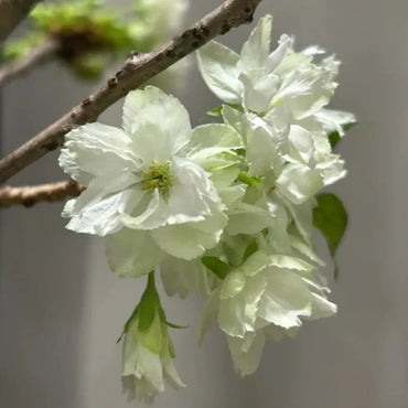 Ukon Flowering Cherry Seeds - Verdseeds