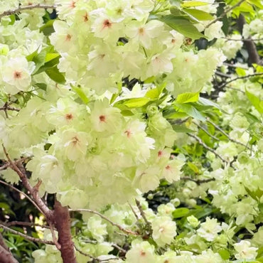 Ukon Flowering Cherry Seeds - Verdseeds