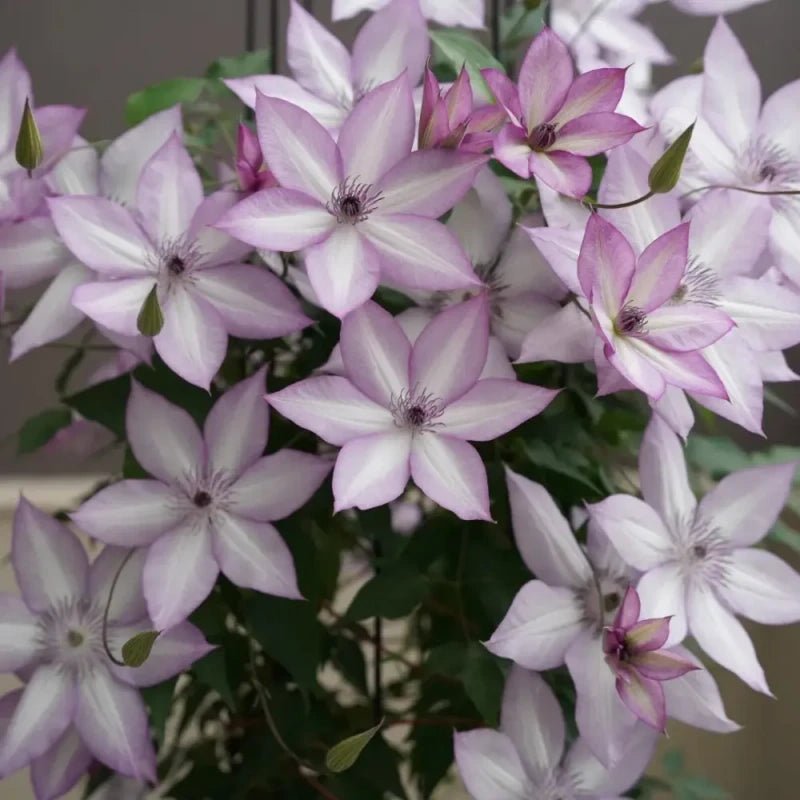 Utopia Clematis Seeds - Verdseeds