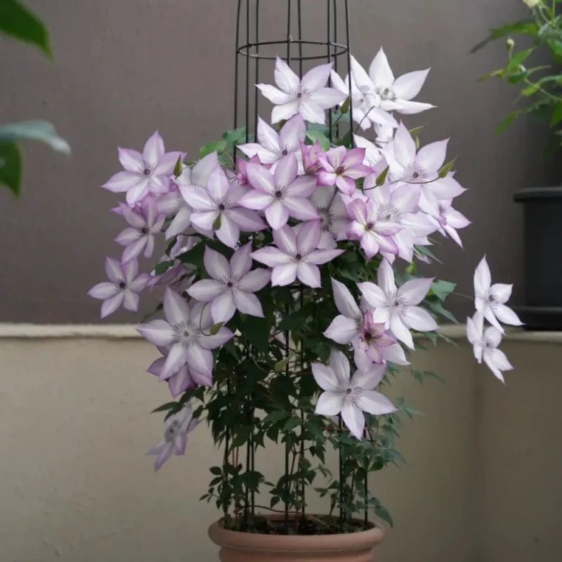 Utopia Clematis Seeds - Verdseeds