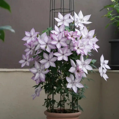 Utopia Clematis Seeds - Verdseeds