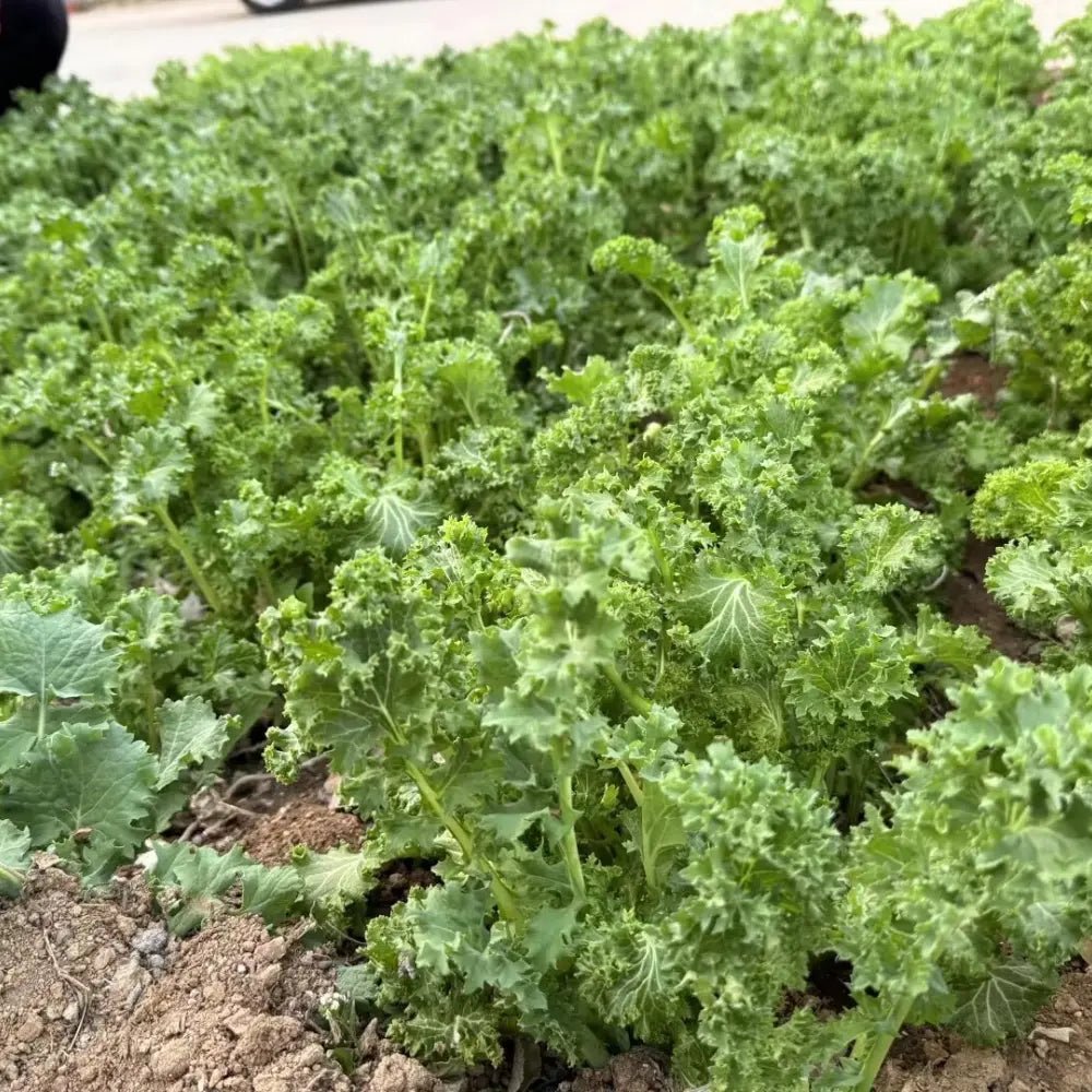 Variegated Mustard Greens Seeds - Verdseeds