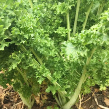 Variegated Mustard Greens Seeds - Verdseeds