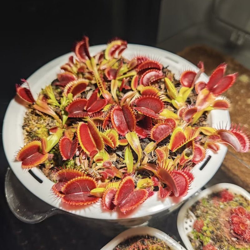 Venus Flytrap Seeds - Verdseeds
