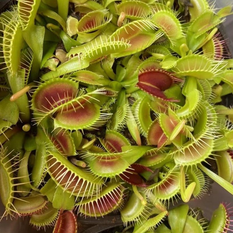 Venus Flytrap Seeds - Verdseeds