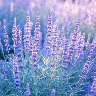 Verbena Bonariensis Seeds - Verdseeds