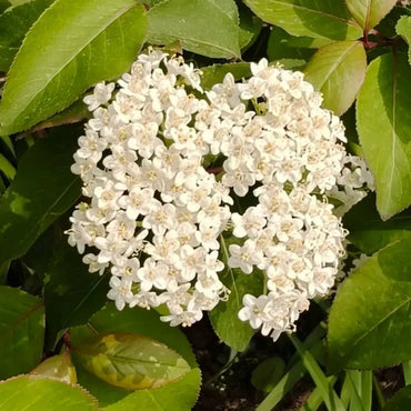 Viburnum Seeds - Verdseeds