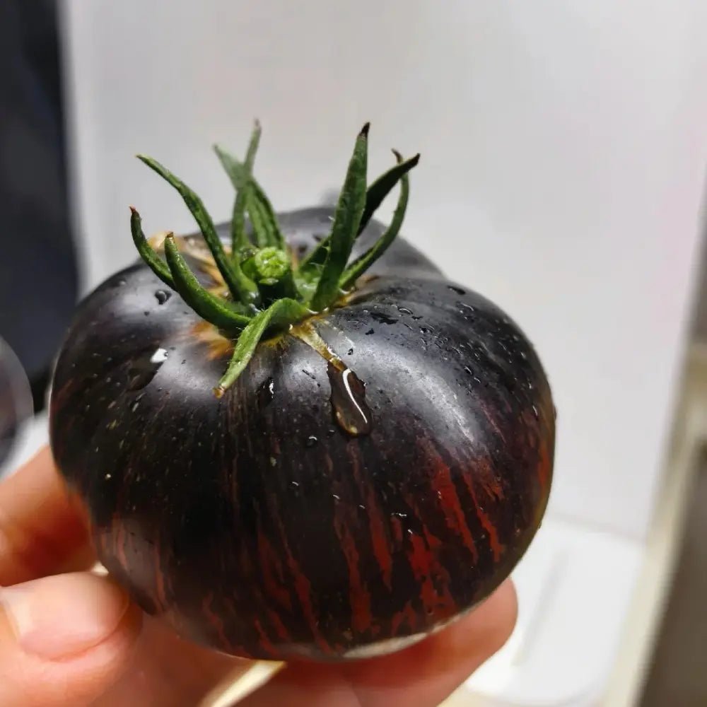 Vicente Large Purple Tomato Seeds - Verdseeds