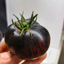 Vicente Large Purple Tomato Seeds - Verdseeds