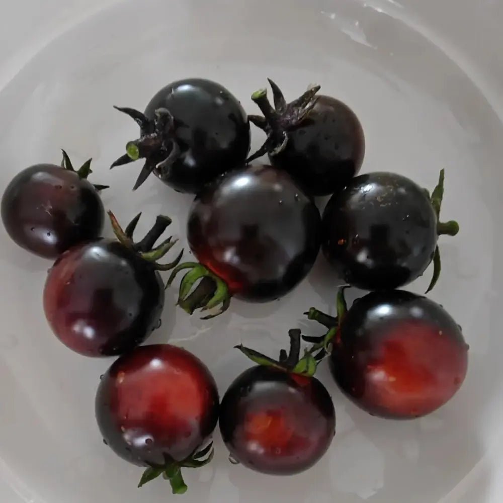 Vicente Large Purple Tomato Seeds - Verdseeds