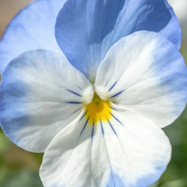 Viola cornuta 'YTT' (Yesterday, Today and Tomorrow) Seeds - Verdseeds