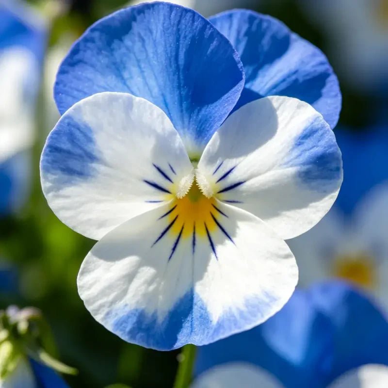 Viola cornuta 'YTT' (Yesterday, Today and Tomorrow) Seeds - Verdseeds