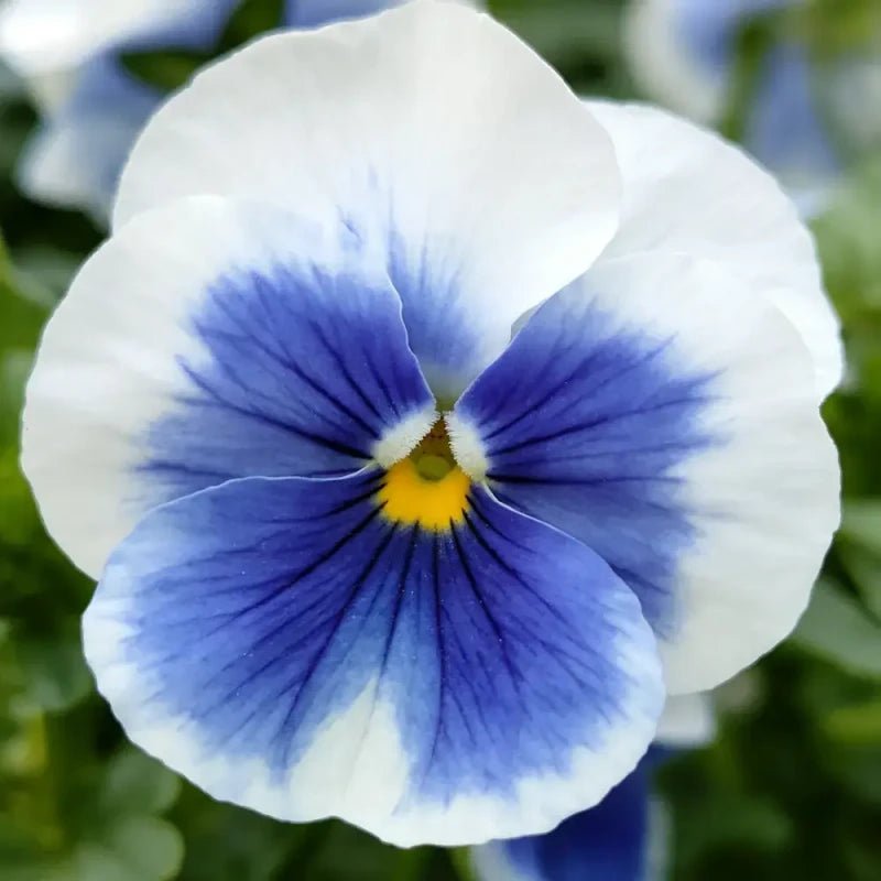 Viola cornuta 'YTT' (Yesterday, Today and Tomorrow) Seeds - Verdseeds