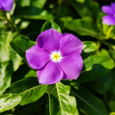 Violet Catharanthus roseus (Madagascar Periwinkle) Seeds - Verdseeds
