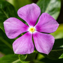 Violet Catharanthus roseus (Madagascar Periwinkle) Seeds - Verdseeds