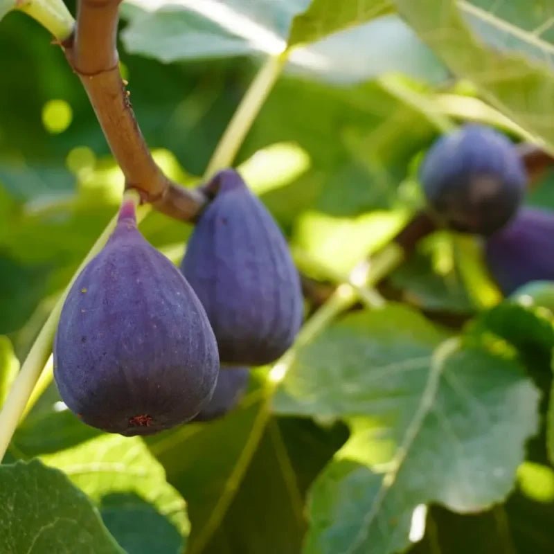 Violette de Bordeaux Fig Seeds - Verdseeds