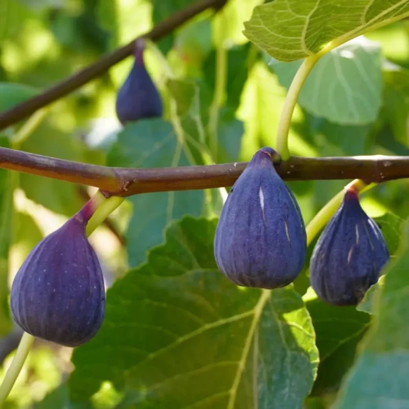 Violette de Bordeaux Fig Seeds - Verdseeds