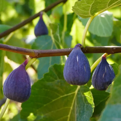 Violette de Bordeaux Fig Seeds - Verdseeds