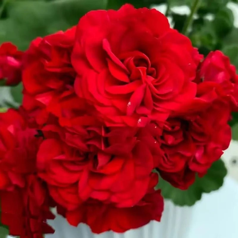 Vivid Red Double Geranium Seeds - Verdseeds