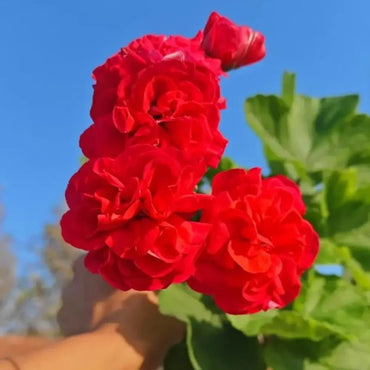 Vivid Red Double Geranium Seeds - Verdseeds