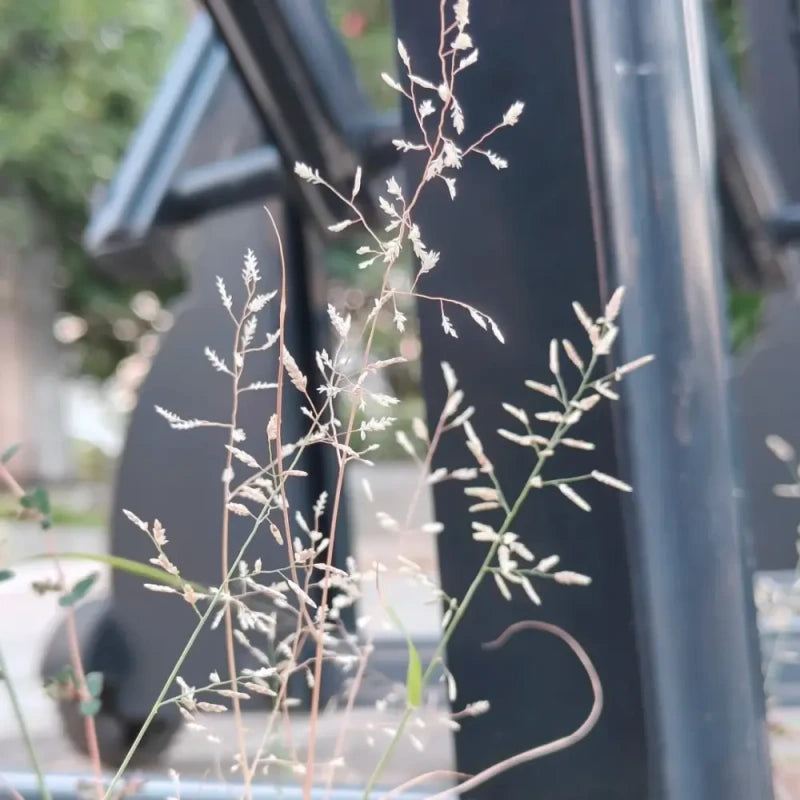 Weeping Lovegrass Seeds