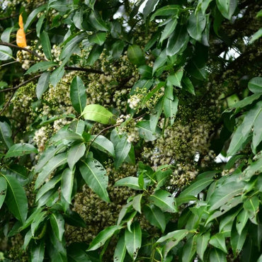 Water Gum Seeds - Verdseeds