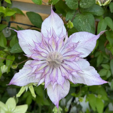 Water Nymph Clematis Seeds - Verdseeds