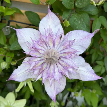 Water Nymph Clematis Seeds - Verdseeds