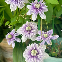 Water Nymph Clematis Seeds - Verdseeds