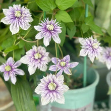 Water Nymph Clematis Seeds - Verdseeds