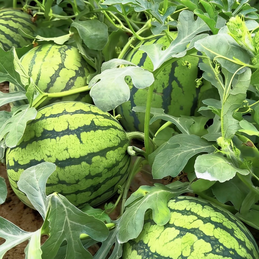 Watermelon Seeds - Verdseeds
