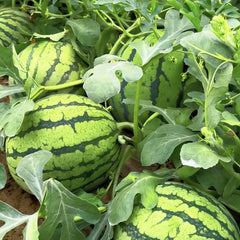 Watermelon Seeds - Verdseeds