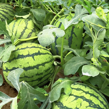 Watermelon Seeds - Verdseeds