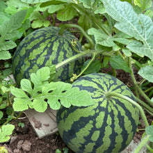 Watermelon Seeds - Verdseeds
