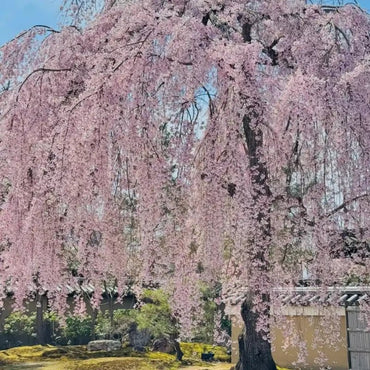 Weeping Flowering Cherry Seeds - Verdseeds