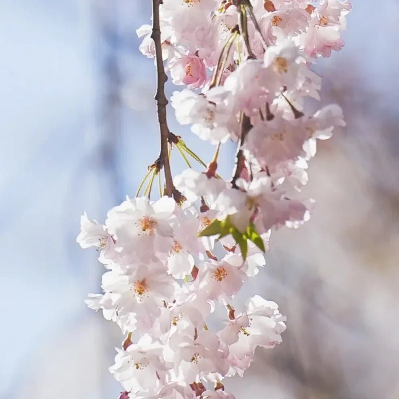 Weeping Flowering Cherry Seeds - Verdseeds