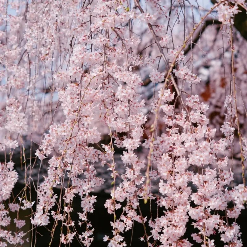 Weeping Flowering Cherry Seeds - Verdseeds