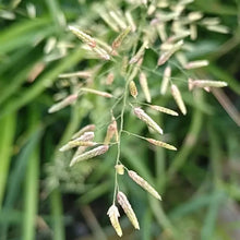 Weeping Lovegrass Seeds - Verdseeds