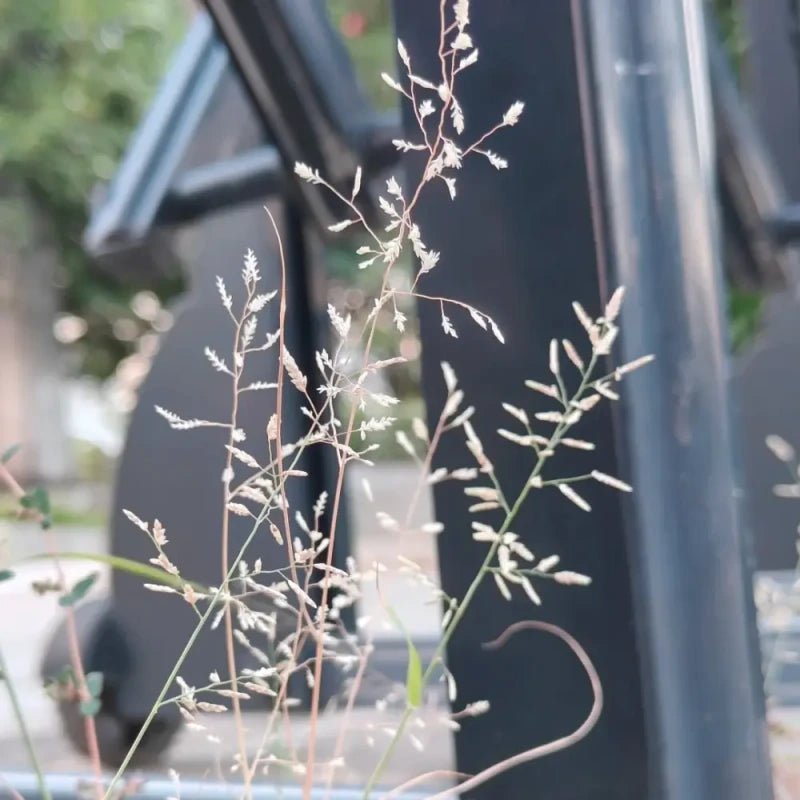 Weeping Lovegrass Seeds - Verdseeds