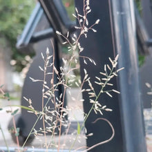 Weeping Lovegrass Seeds - Verdseeds